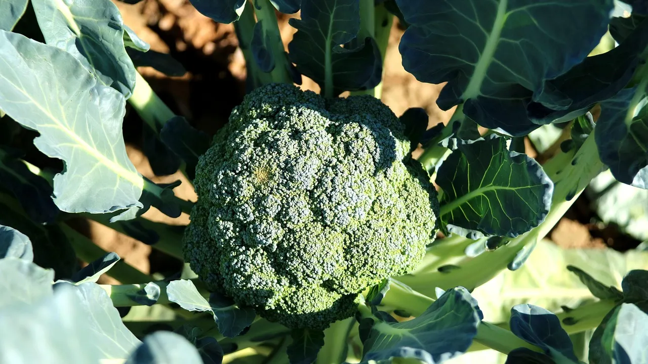 Prato de talharim enrolado no garfo brilhando de molho, com floretes de brócolis e lascas douradas de alho
